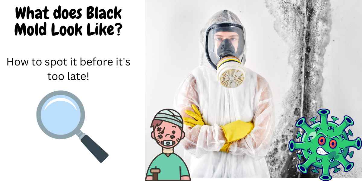 Don't Ignore the Signs of Black Mold Here's How to Identify it Easily KDS Homebuyers